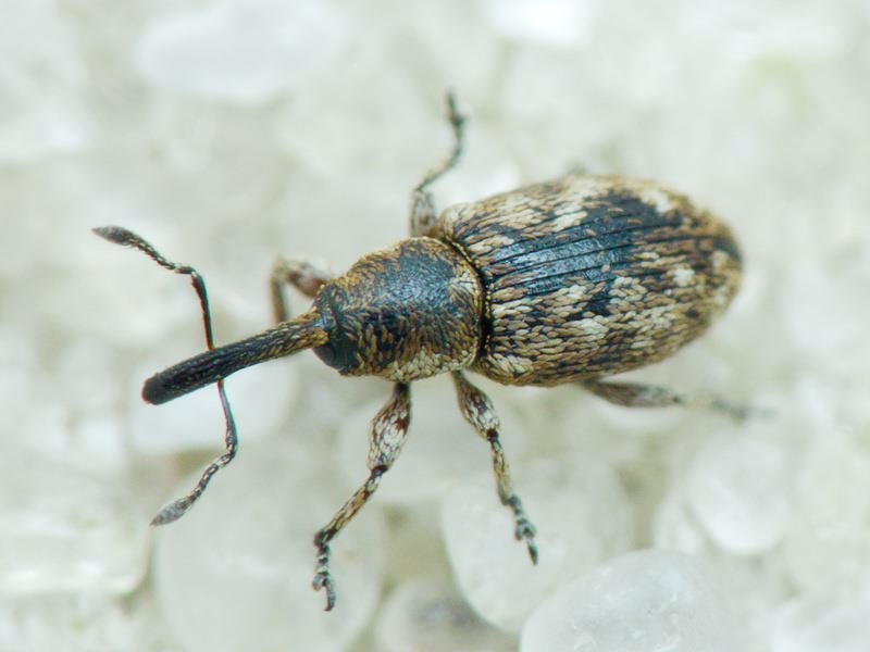 Smicronyx jungermanniae (Reich, 1797)